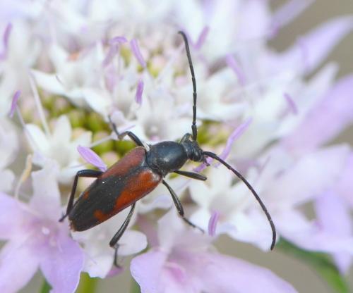 Réf. 229 533 : Stenurella bifasciata